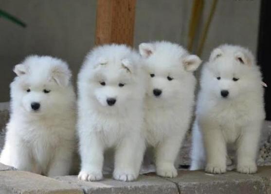 Purebred Samoyed Puppies females/males available